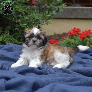 TatorTot, Shih Tzu Puppy